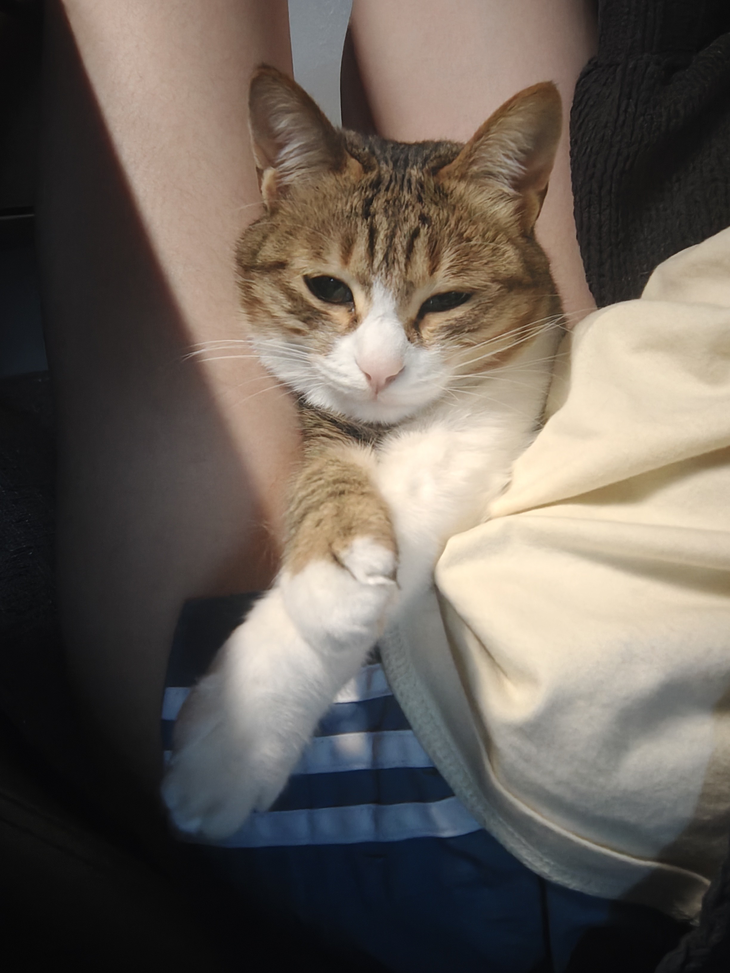 ​一张俯拍视角的照片，显示一只棕白相间的斑纹猫舒适地躺在一个人的双腿之间。猫咪眯着睡眼，神情困倦地直视前方，一只白色的前爪向下伸展搭在人的腿上。背景中可以看到这个人穿着带有白色横条纹的蓝色短裤。