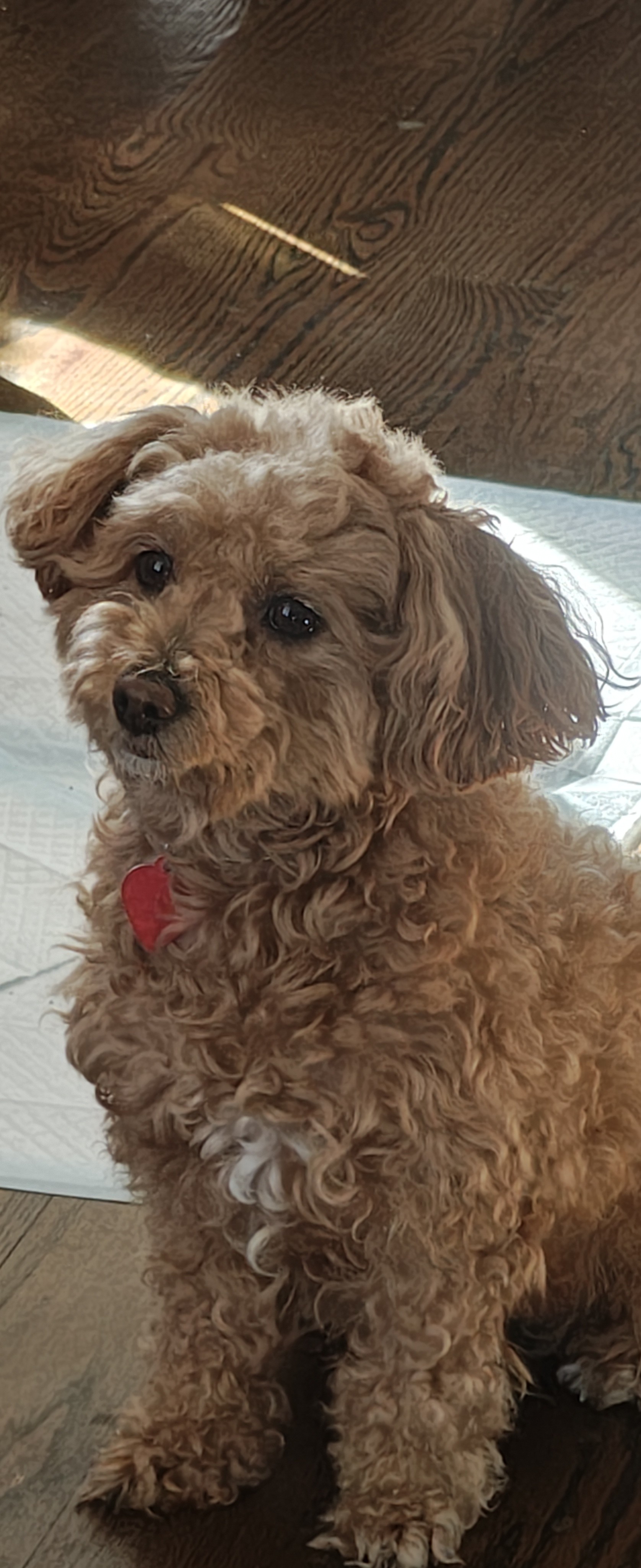 我的毛茸茸红棕色泰迪犬，戴着一个心形的红色铭牌，正坐在木地板上，歪着头，用深色的眼睛向上看。