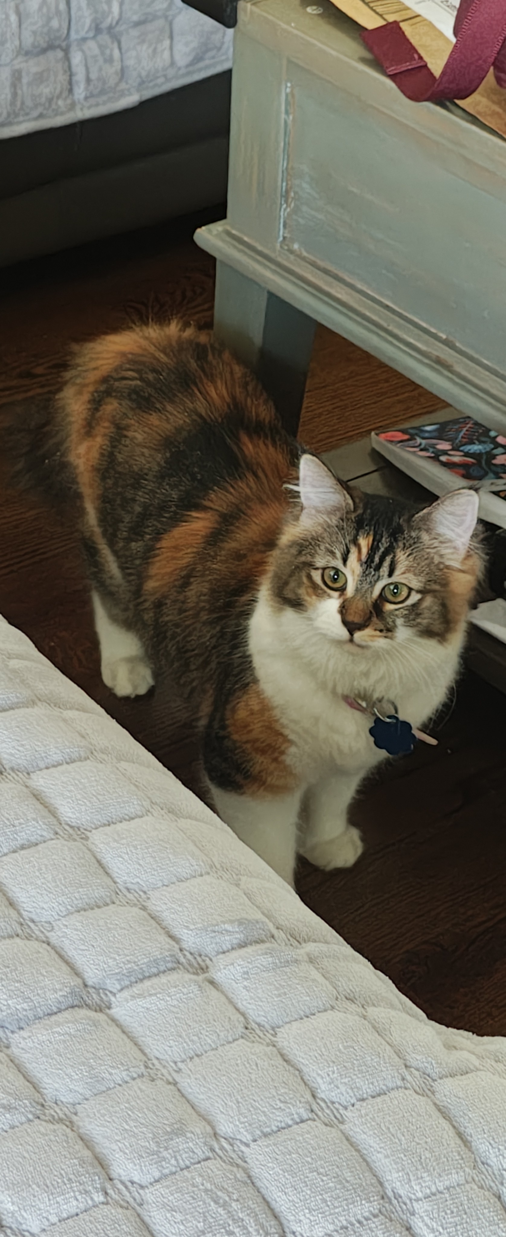 我的棕色、黑色和白色相间的三花猫，戴着带有蓝色花形铭牌的项圈，站在木地板上，好奇地向上看。