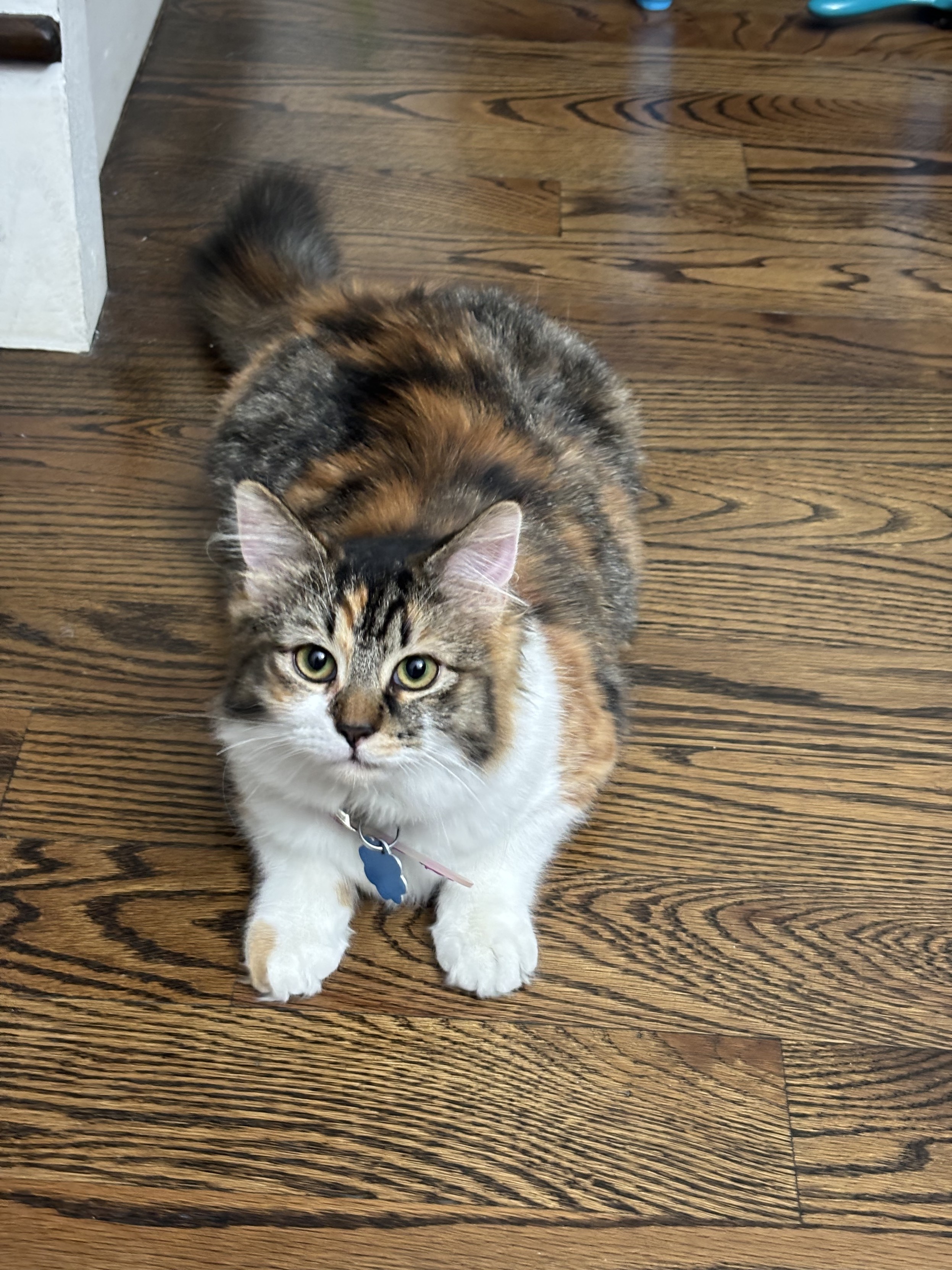 一只长毛三花猫趴在深色木地板上，抬起头看着镜头。它有着蓬松的深灰色尾巴，身体是棕色、黑色和橙色相间的图案，圆圆得像个海豹宝宝，胸部和爪子是白色的。它的脖子上系着一个带有蓝色标签的项圈。背景是木地板和一小部分白色踢脚线。