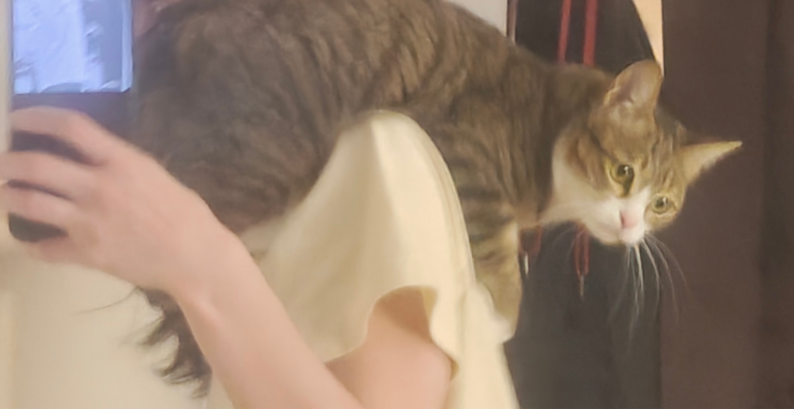 一只狸花猫趴在一个人的肩膀上，猫的身体横跨在人的后颈和肩膀处，看起来非常放松和好奇。猫的头部朝向右侧俯视，露出了它明亮的眼睛、粉嫩的鼻子和白色的胡须。人正举着手机对着镜子拍照。