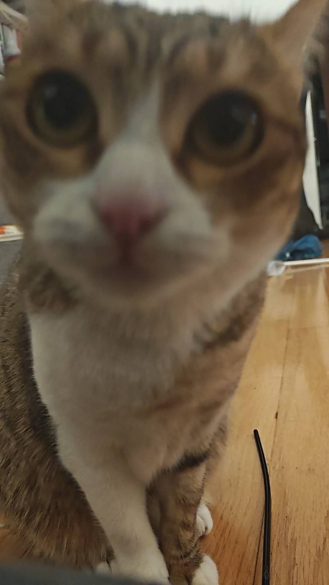 极近距离拍摄的猫部正面照，由于对焦距离过近，画面呈现出一种自然的虚化感。焦点主要集中在猫粉红色的鼻头和白色的吻部。猫的眼睛位于画面上方，因景深关系略显模糊。背景是浅色的木地板和零星的杂物。