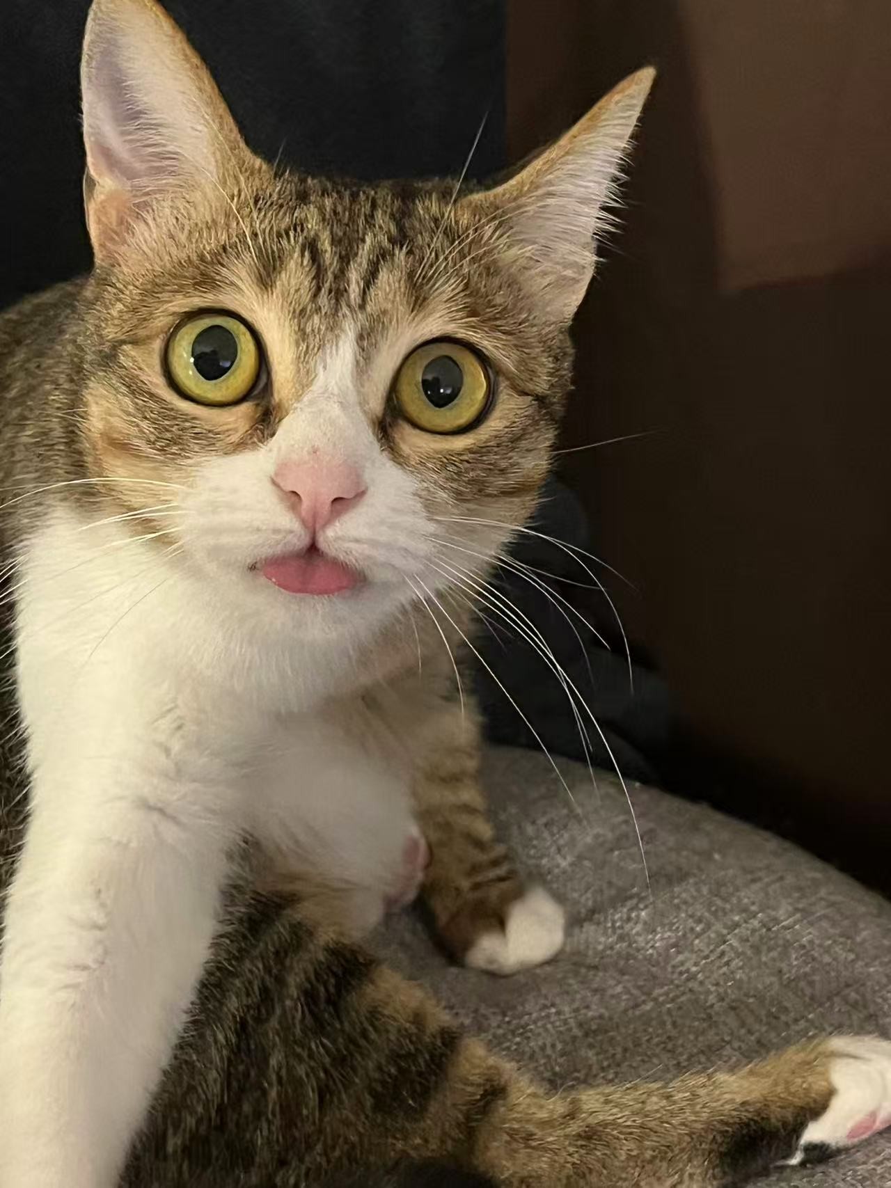 一只拥有棕色虎斑纹和白色的胸部及面部毛发的家猫，睁着大而圆的淡黄色眼睛，直视镜头，表情显得有些呆萌。最显著的特征是它微微吐出了粉红色的舌尖。背景较为模糊，隐约可见灰色的布艺沙发边缘。