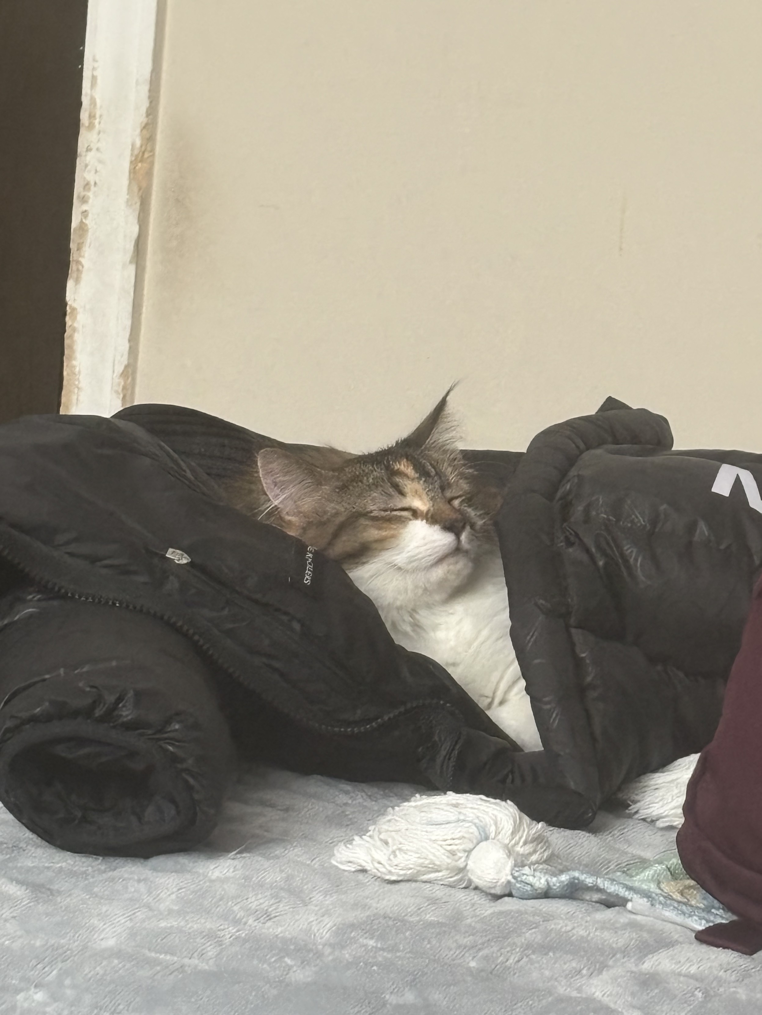 一只毛发蓬松的三花猫正闭着眼睛，舒适地蜷缩在一件黑色的羽绒外套里睡觉，它的头枕在衣领处，背景是米色的墙壁。